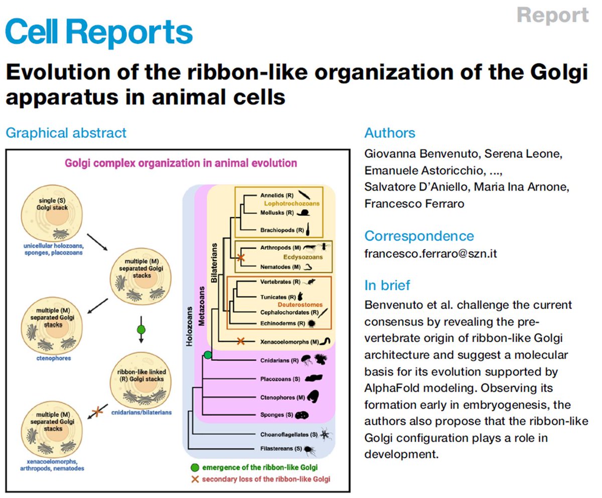 Did the ribbon-like Golgi organization evolve earlier than previously thought? Huge collaborative work lead by @SznDohrn out now in @CellReports including some real nice ctenophore TEM from our collaboration with @maikekittelmann. @MSarsCentre @UiB doi.org/10.1016/j.celr…