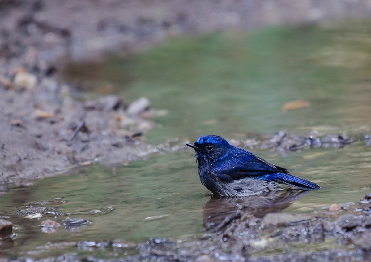 Small Niltava (m)
Buxa Tiger Reserve, India

#IndiAves  #EarthCapture 
#birds #ThePhotoHour  #birdphotography #birdphotography #BBCWildlifePOTD #birdwatching #NaturePhotography #birding #birds @NatureIn_Focus @NatGeoIndia @NatureattheBest @SonyBBCEarth @WildlifeMag