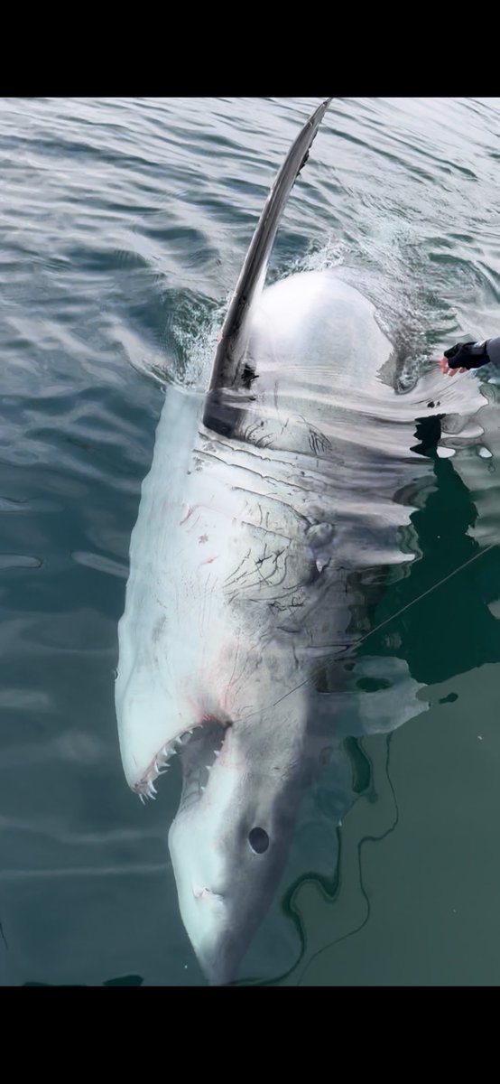 Chip Michalove (@chiphhi) on Twitter photo <a href="/A_WhiteShark/">Atlantic White Shark Conservancy</a> This is LeeBeth off SC, just before we tagged her. You can see <a href="/MegalodonWinton/">Megan Winton</a> hand reaching for the fin for scale. <a href="/A_WhiteShark/">Atlantic White Shark Conservancy</a> This is LeeBeth off SC, just before we tagged her. You can see <a href="/MegalodonWinton/">Megan Winton</a> hand reaching for the fin for scale.