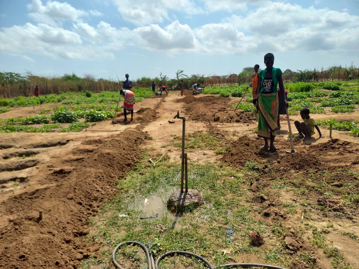 Through support from @Concern and @funds4disaster ,Mr. Peter Eregae Sub-County crops development officer,Turkana, Kenya is taking a farmer at Naoros mother to mother agri-nutrition farm through harvesting of spinach edible parts without damaging the Crop, photo by Eris, 29/2/2024