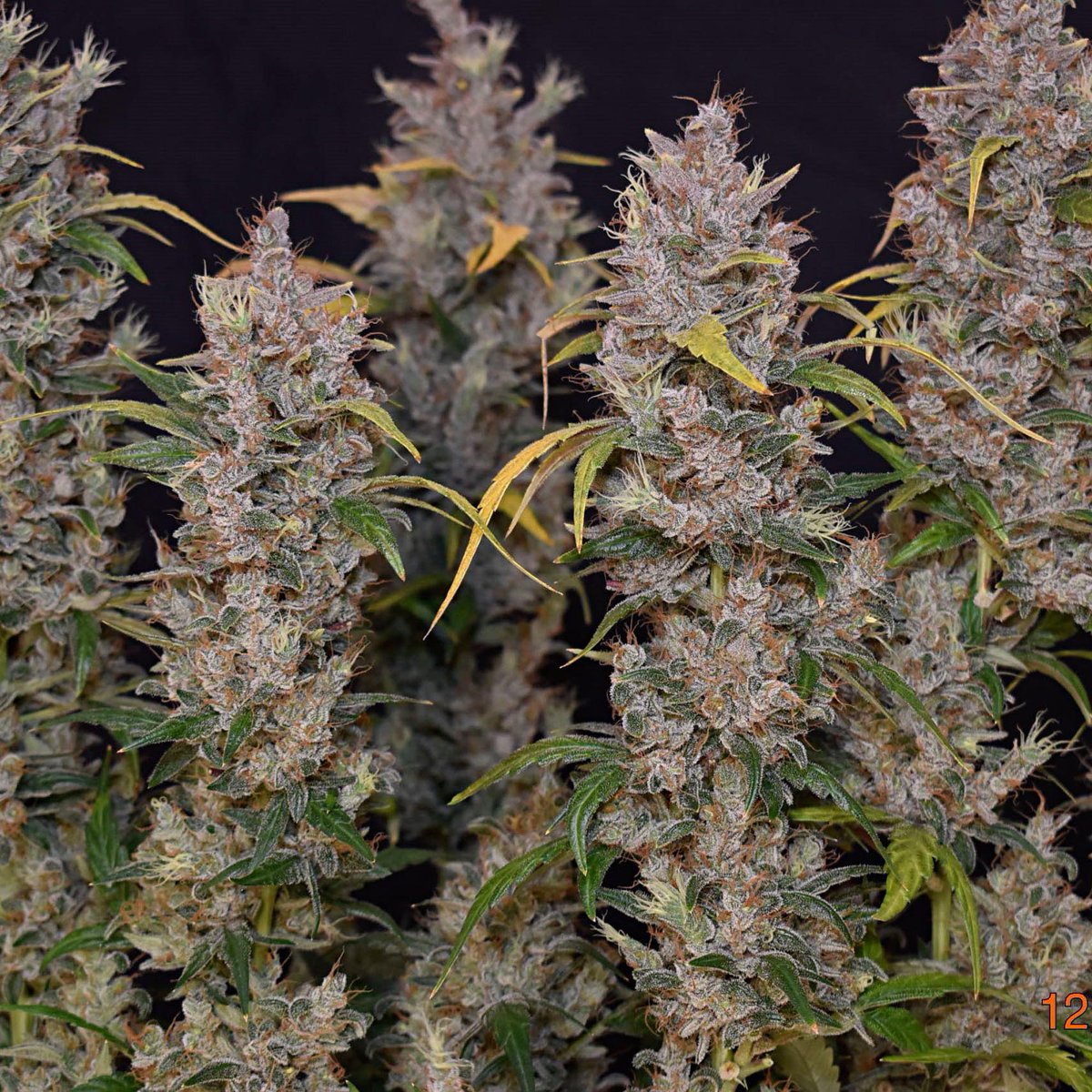 Lil MOBStar - 3,5 and 10 packs available

theautoflowerstore.com/products/lil-m…

#seeds #cannabisseeds #homegrow #growweed #cannabisgrower #grower #seedbank