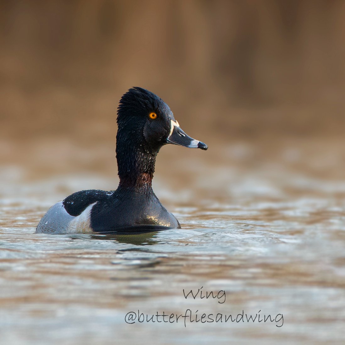 If you are wondering why this duck is named 'Ring-necked Duck'. Take a close look and see for yourself. . . . . . . . Details might be subtle...but it is there! #duck #wildlifephotography #NYC