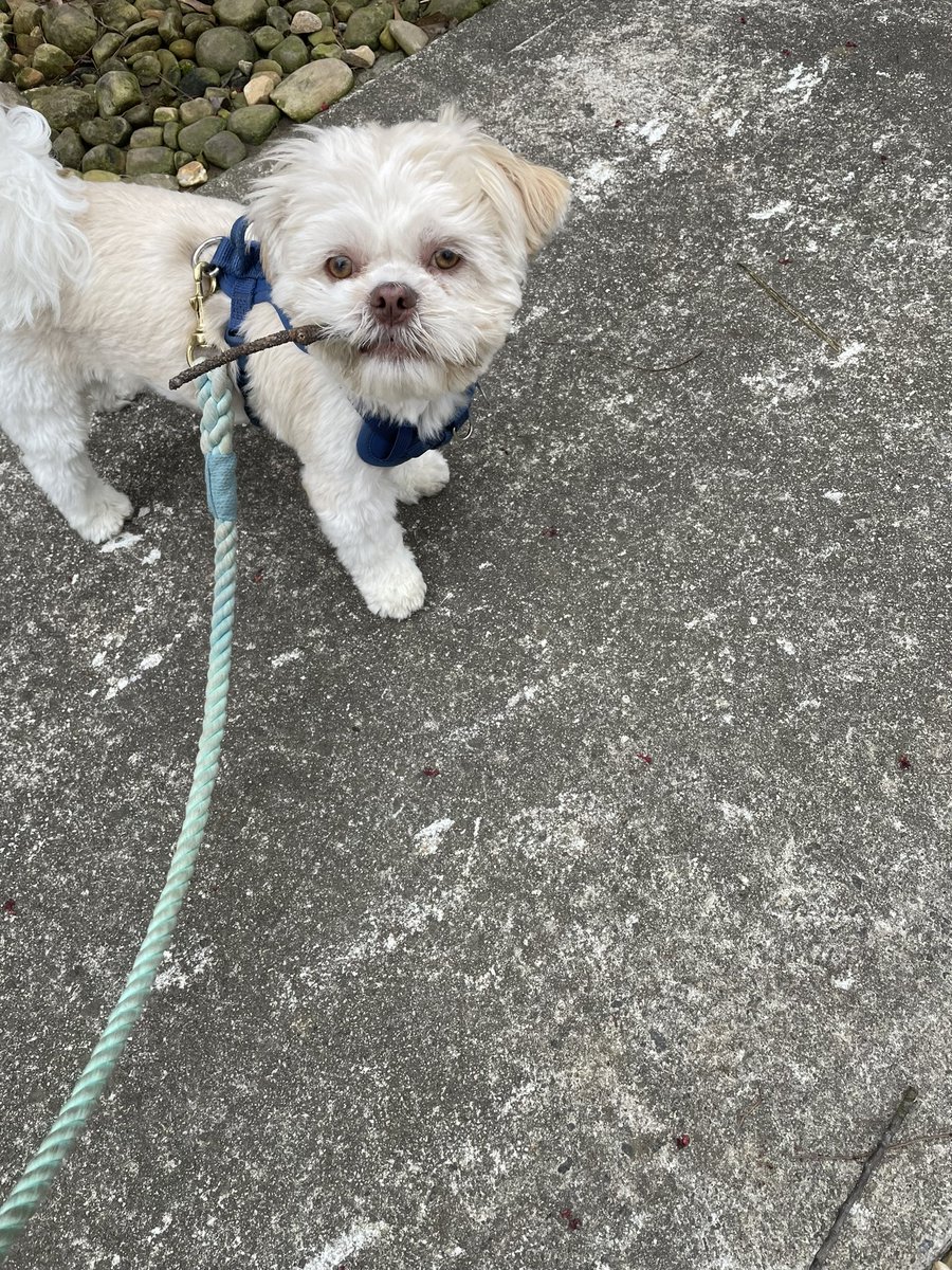 AllisonSarah7's tweet photo. @elizaorlins “It’s an effing stick!” - me to my dog 100x a day https://t.co/2PU9R9fI1f
