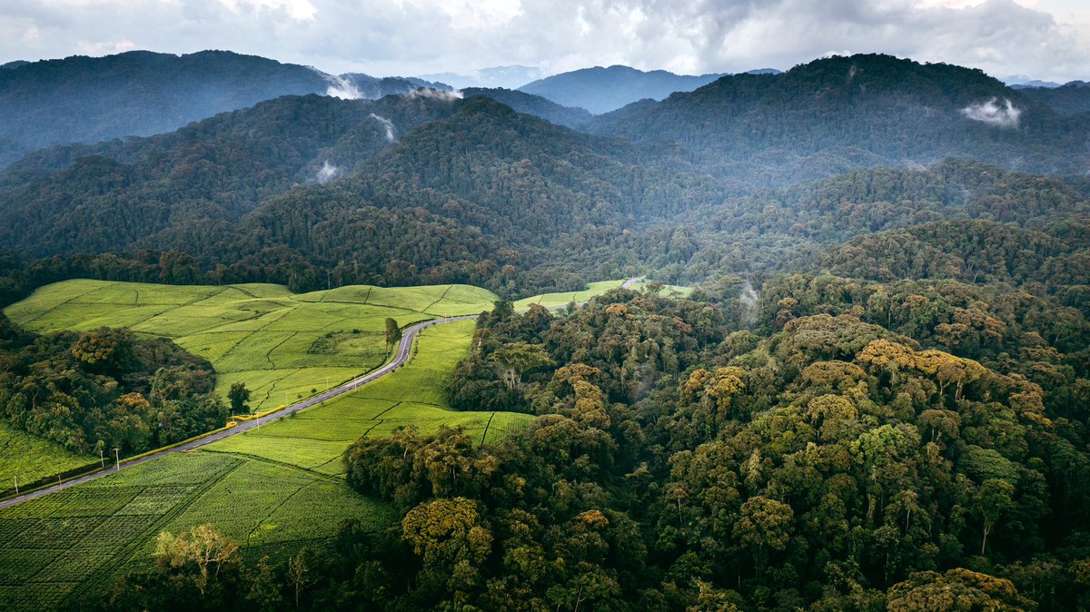 Nyungwe National Park, Rwanda 🇷🇼

It is a stunning protected area known for its ancient montane rainforest, diverse wildlife, including chimpanzees and other primates, and beautiful hiking trails.

#VisitAfrica

📸 Luqman Mahoro