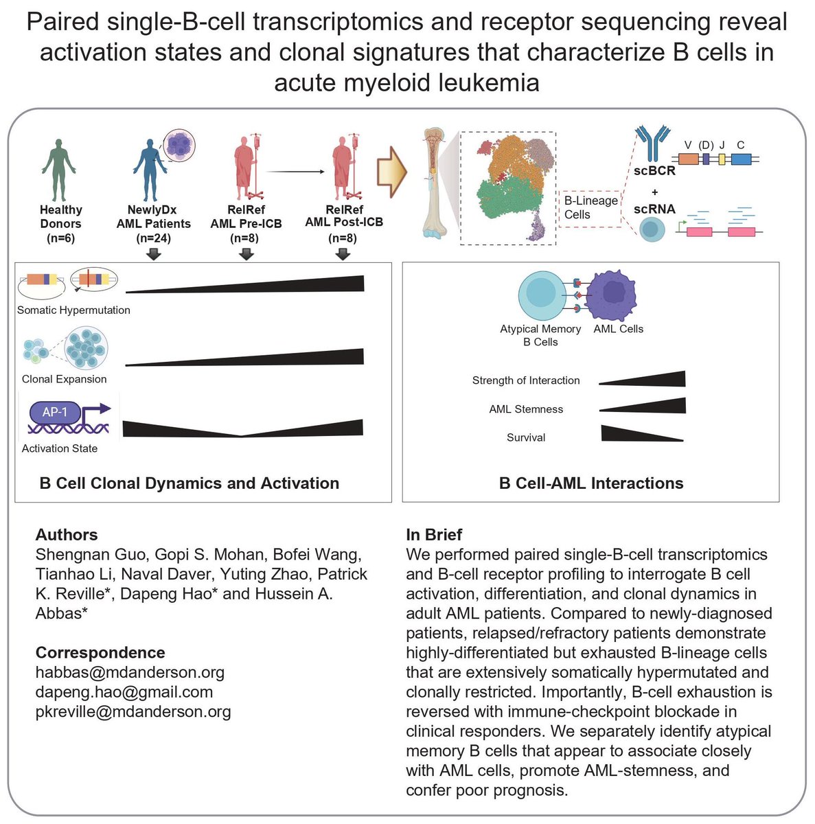 Journal for ImmunoTherapy of Cancer (@jitcancer) on Twitter photo New #JITC article: Paired single-B-cell transcriptomics and receptor sequencing reveal activation states and clonal signatures that characterize B cells in acute myeloid leukemia bit.ly/4bUZxIu <a href="/GopiSMohan/">Gopi Mohan MD, PhD</a> <a href="/patrickreville/">Patrick Reville, MD, MPH</a> <a href="/HusseinAbbasLab/">Hussein Abbas</a> New #JITC article: Paired single-B-cell transcriptomics and receptor sequencing reveal activation states and clonal signatures that characterize B cells in acute myeloid leukemia bit.ly/4bUZxIu <a href="/GopiSMohan/">Gopi Mohan MD, PhD</a> <a href="/patrickreville/">Patrick Reville, MD, MPH</a> <a href="/HusseinAbbasLab/">Hussein Abbas</a>