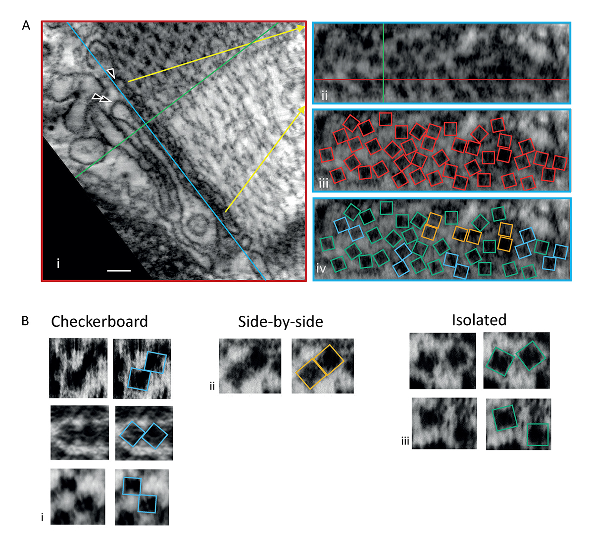 JGenPhysiol's tweet image. Phosphorylation of RyR2 simultaneously expands the dyad and rearranges the tetramers, say Parisa Asghar, Edwin D.W. Moore @UBCcps and colleagues: hubs.la/Q02lYfCK0

#MolecularPhysiology #CellularPhysiology #SignalTransduction #ECCoupling