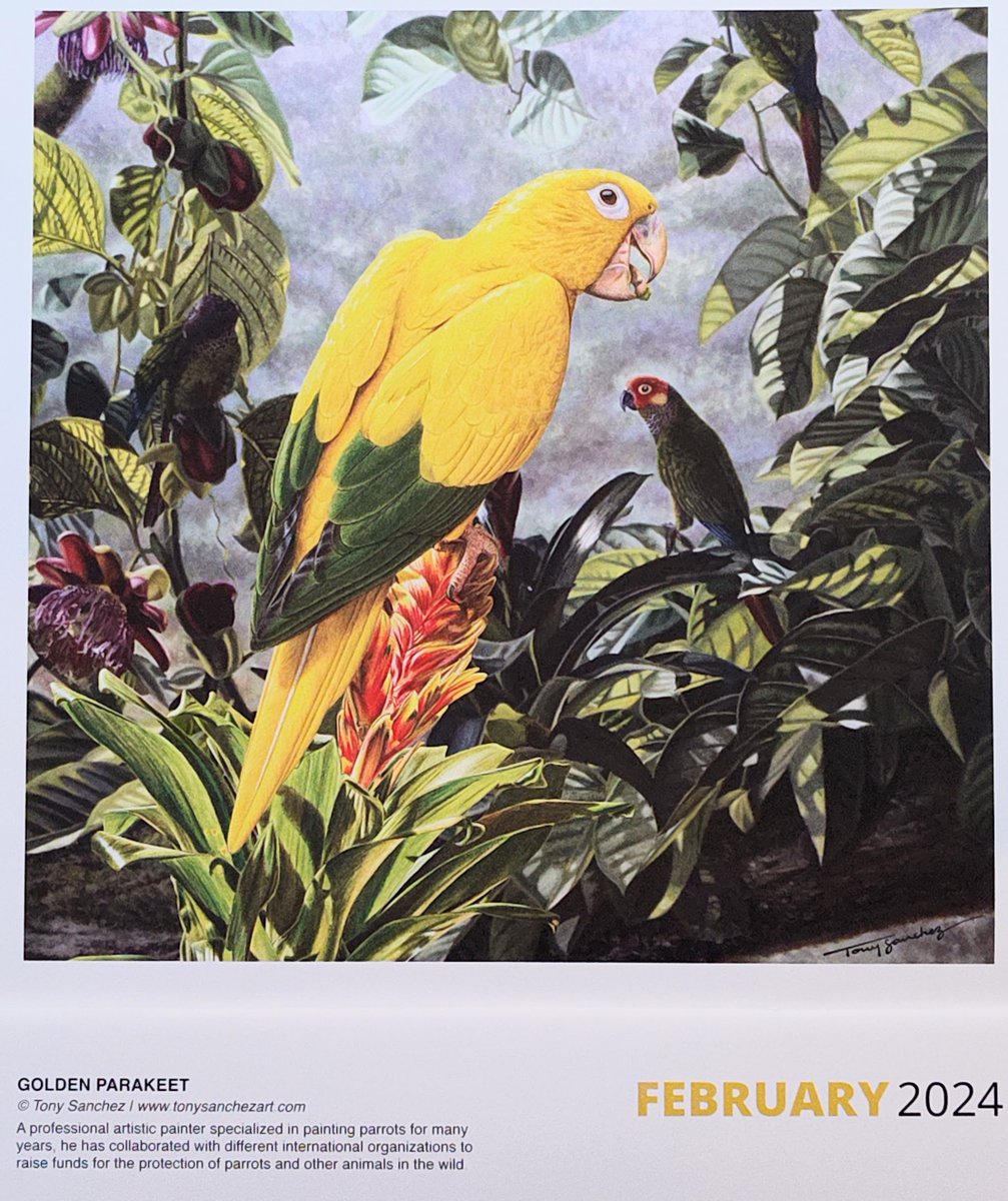 Here is the World Parrot Trust Art Calendar entry for Feb 2024 #ParrotCalendarOfTheMonth by Tony Sanchez. This beautiful golden parakeet is native to Brazil. @ParrotOfTheDay @desi_milpacher @ParrotTrust