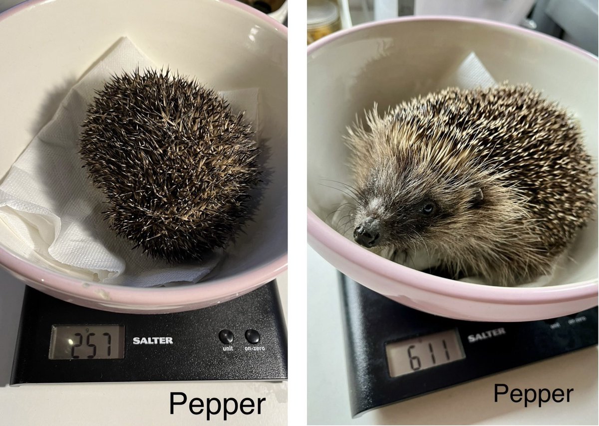 Pepper was discovered by a dog in a garden in the cold & pouring rain exactly 3 weeks ago 🦔 He was full of lungworm & terribly poorly on arrival & cried in pain when he was handled for the first few days ☹️ He’s done incredibly well & will soon be heading back into the wild 🦔
