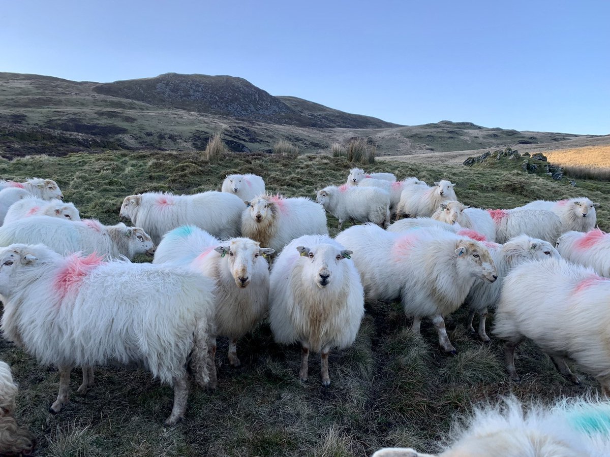 Rhys Evans tweet media