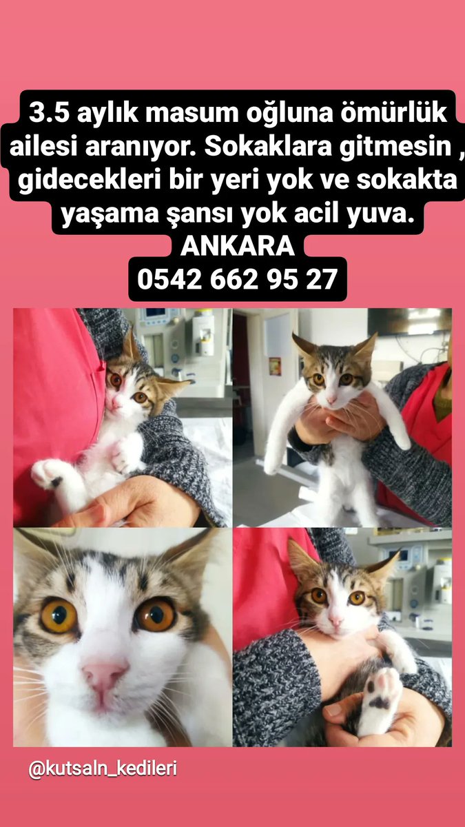 3.5 aylık masum oğluna ömürlük ailesi aranıyor. Sokaklara gitmesin , gidecekleri bir yeri yok ve sokakta yaşama şansı yok acil yuva. ANKARA 0542 662 95 27 ACİL YUVA 💕