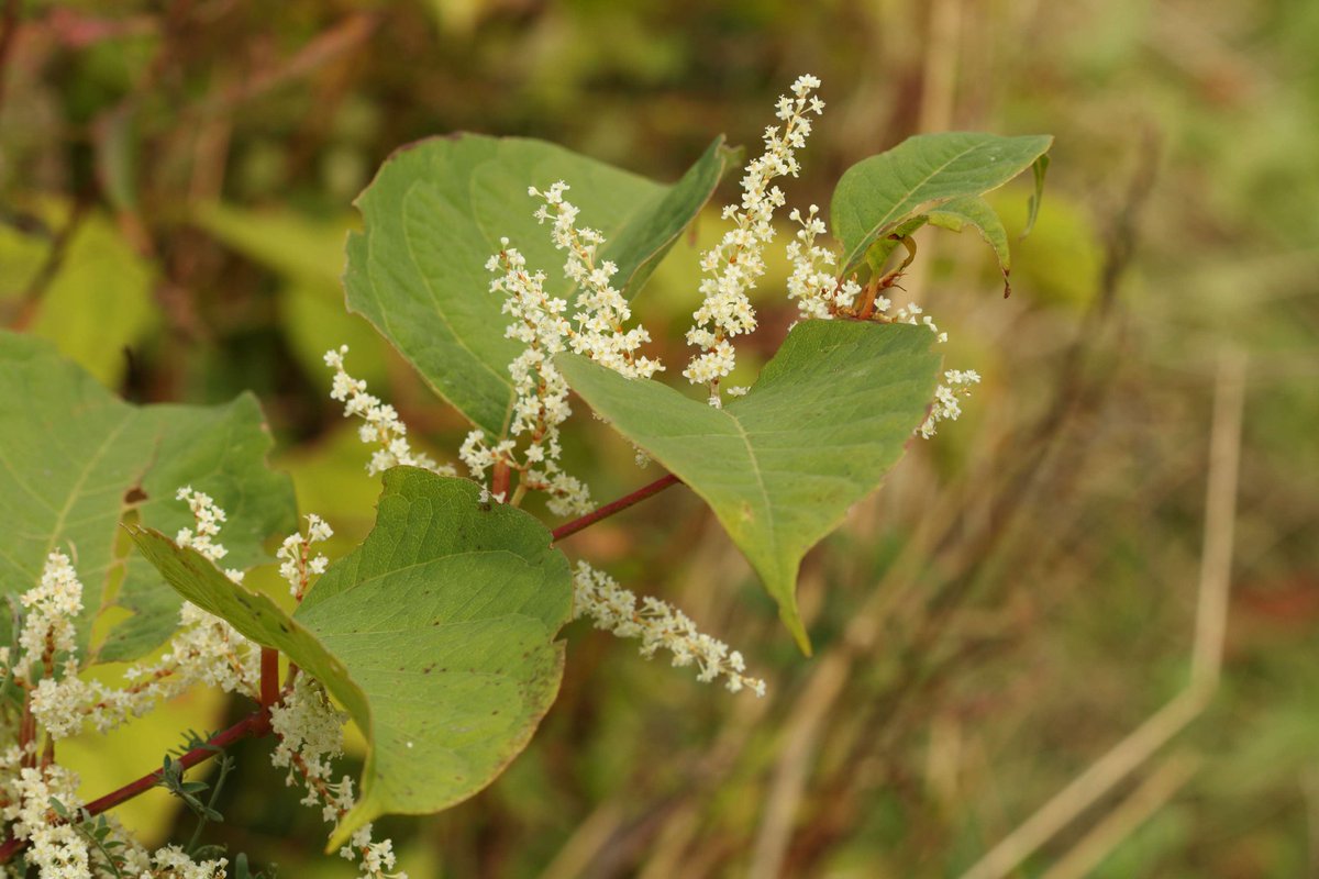 Next up in our #InvasiveSpeciesSpotlight is Japanese knotweed! 🌿

Introduced from Japan in the 19th century, it is now an invasive non-native plant of many riverbanks, waste grounds and roadside verges.

👉Find out more: welshwildlife.org/team-wilder/wa…

📸 @VaughnMatthews2