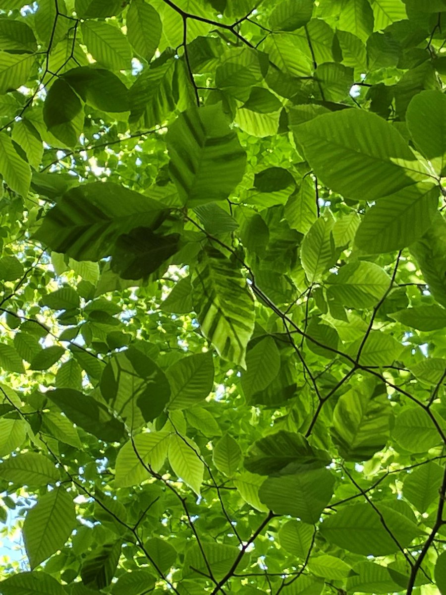 ffxpublicworks's tweet photo. Beach Leaf Disease Alert this #NationalInvasiveSpeciesWeek 🍂
The American beech faces a new threat that could lead to mortality in 2-7 years.
Protect our iconic trees by learning more &amp; taking action.
Let's #SaveTheBeech together!
More info: https://t.co/NknapFYPcm

#TreeDisease https://t.co/yqsPSg3nUS
