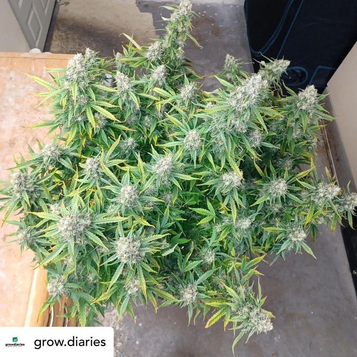BombSeeds's tweet photo. How has the growing community influenced your approach to plant care? 👐🌱 @GrowDiaries

🌱Strain: Baked Bomb Auto
🧬Breeder: @BombSeeds
💧Nutrients: @BluePlanetNutes
💡Light: @spiderfarmerled
👨🏽‍🌾GD Grower: Roberts
✔️Source: https://t.co/yEx8vDNBB5

#growdiary #growdiaries https://t.co/6WQEZ7HMEf