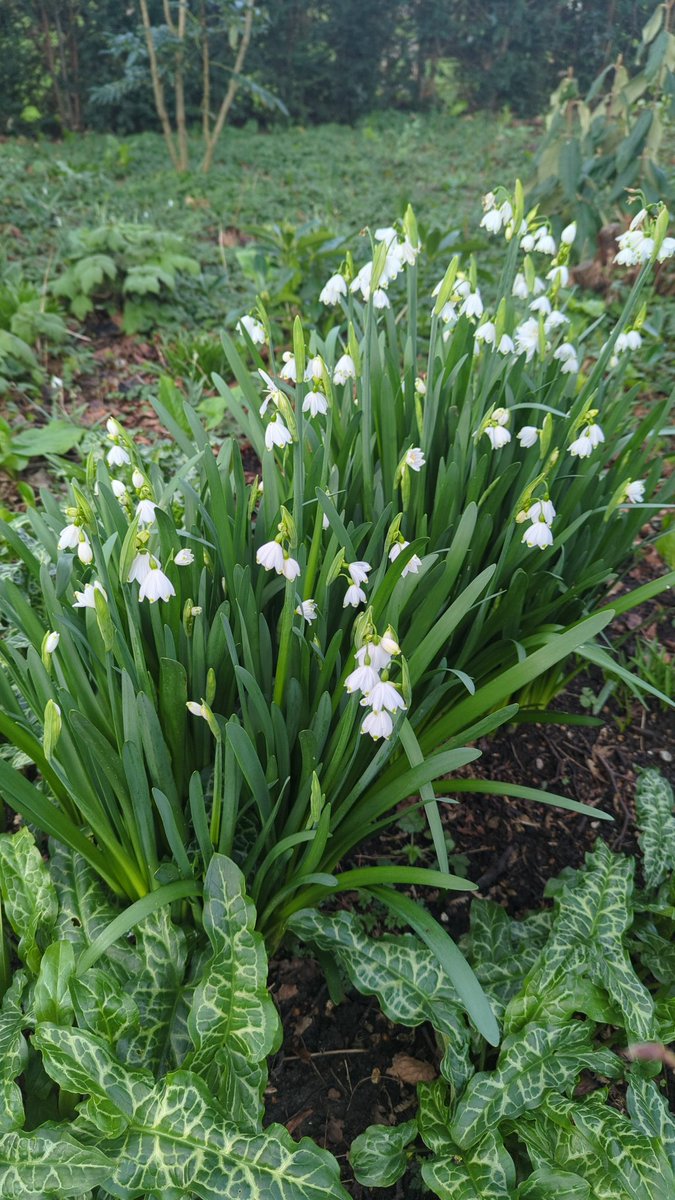 Great to finally have @MikesRarePlants over in Kent and show him my plants and gardens!