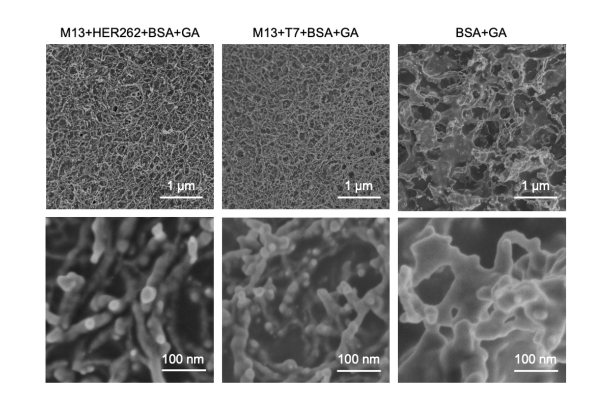 🗞️ 'High-throughput fabrication of #antimicrobial #phage microgels and example applications in food decontamination'. @McMasterU @McMasterEng @BIMR_McMaster @McMasterIIDR @FarncombeInstit With #NSERCsupport. ▶️ tinyurl.com/y7r6dmuy