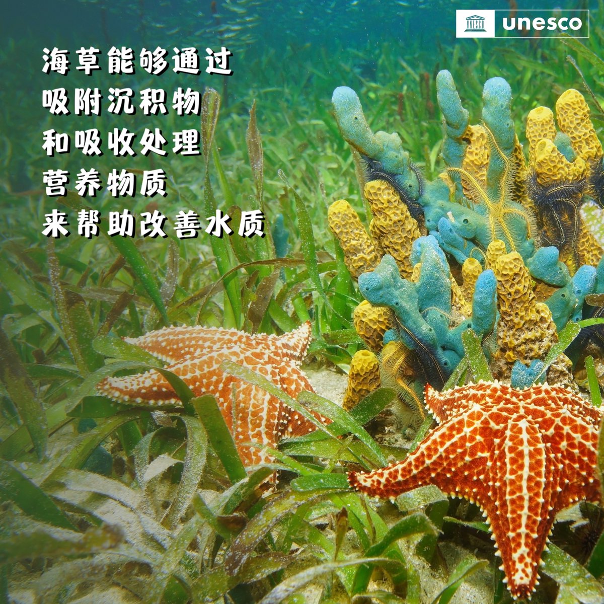 UNESCO_chinese tweet picture