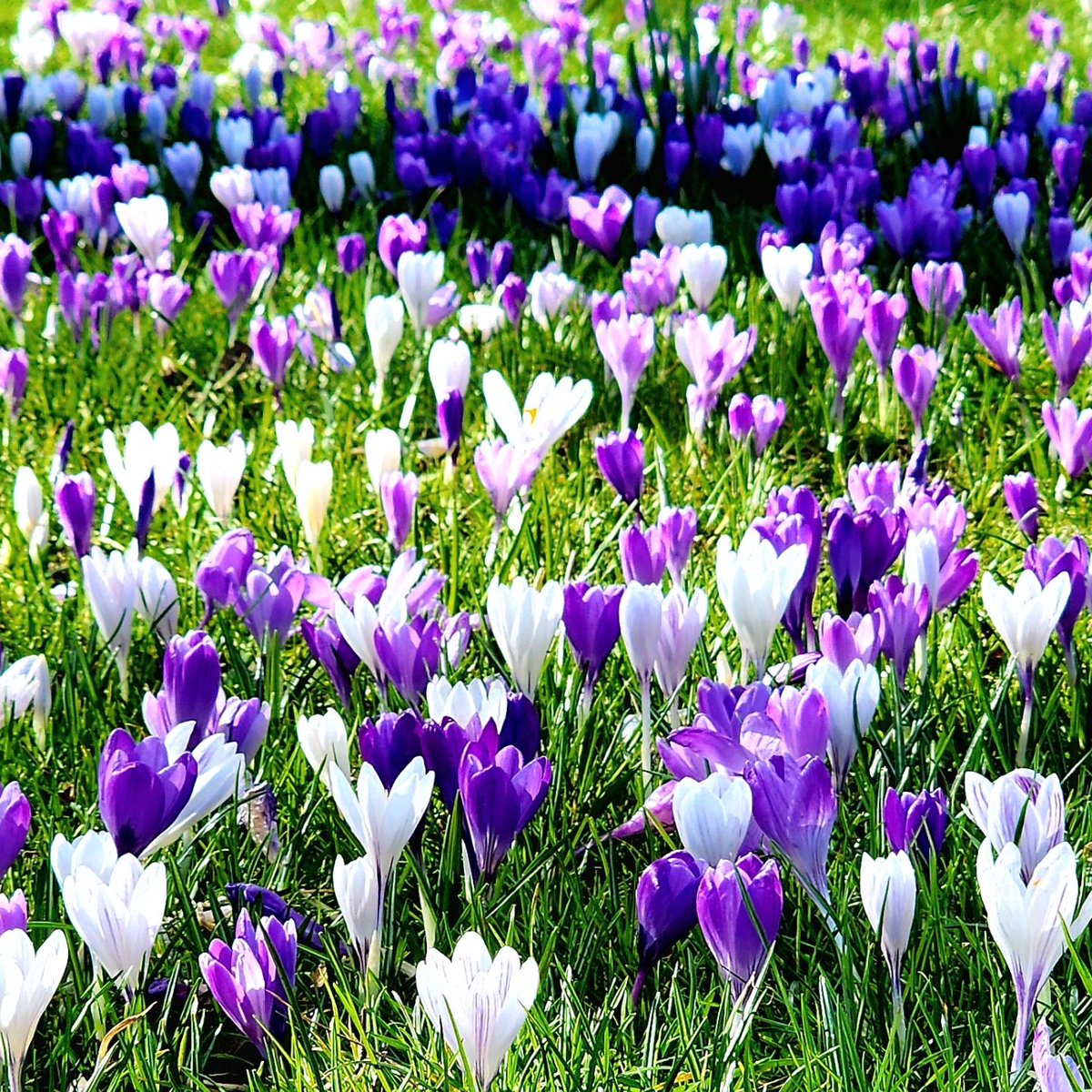 Keep calm and count flowers – it's the Victoria way! Did you know that Grade 4 and 5's have their own #FlowerCount contest? The class that counts the most blooms will win a special trip to @butchartgardens via @LALimoVictoria 🌼 Visit flowercount.com to learn more!