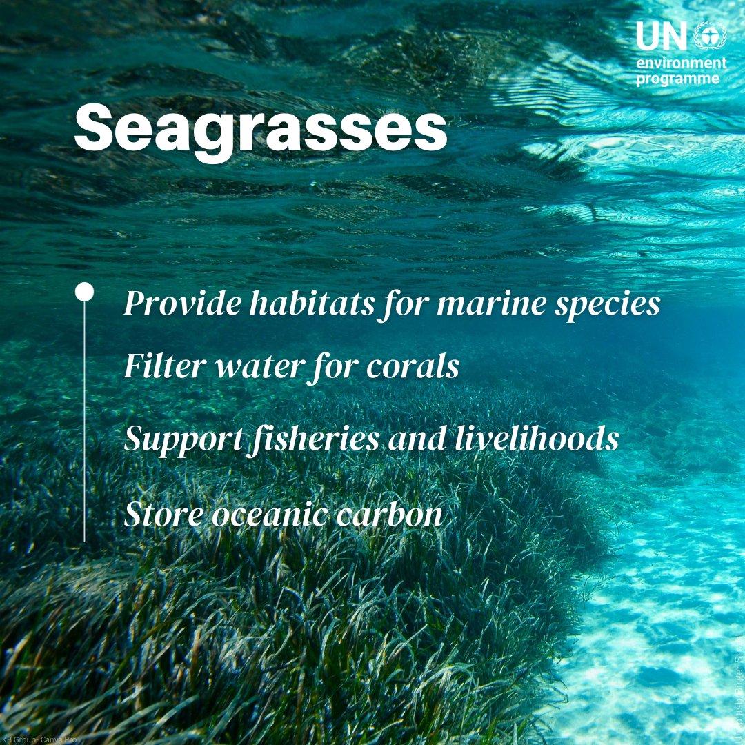 Seagrasses are critical to ecosystem health and #ClimateAction. They:

 ✅ Filter water for corals
 ✅ Provide fish nurseries
 ✅ Capture & store carbon

Find out more about their superpowers this #WorldSeagrassDay: un.org/en/observances…