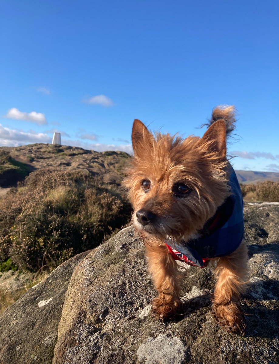 1/2Tetley’s Dad here. This is so painful to write. We went to the vet this afternoon &amp; his big heart has finally failed him. Me &amp; his Mum held him as he left us. I want to remember Tetley as the feisty, full of life character that he was. 🌈🥲😊🐶