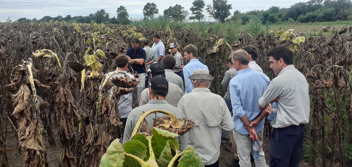 🔝Gran final del Tour
Capacitación 🌻 Lideres <a href="/lgsemillas/">LG SEMILLAS 🌽🌻🌾🌱</a> 
💥Participaron Lideres de la Región Sur
A pleno <a href="/manuelb27079906/">Mariano Agustín Bernardo</a>
<a href="/alebolton1/">alebolton</a> compartiendo las fortalezas Sanitarias de nuestra paleta, todo su potencial y nuestros futuros Híbridos
<a href="/DiegoAlonso1980/">Diego Alonso</a>
<a href="/ganly3/">diego ganly</a>