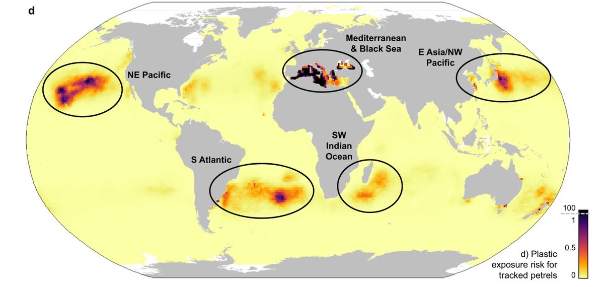 El Mediterráneo, el epicentro de la plastificación marina. Los datos de seguimiento de 77 sp aves marinas revelan los puntos críticos de exposición a los plásticos para las aves Artículo de @BirdLife_News datazone.birdlife.org/sowb/casestudy… y paper de @BethanyClark36 nature.com/articles/s4146…