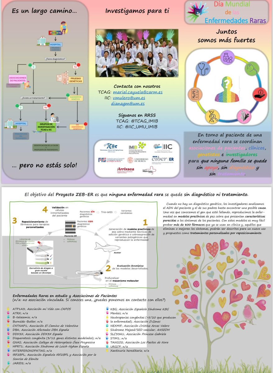 TCAG_IMIB's tweet image. Hoy, día Mundial de las Enfernedades Raras. Investigamos  con dedicación y pasión para los pacientes con enfermedades raras sin diagnóstico y sin tratamiento. Juntos somos mejores!
@IMIB_RMurcia
@FFIS_CARM
@cbgc_arrixaca
@IIC_UMU_IMIB
@CIBERER
@FFIS 
@FEDER_ONG
@dgenesmurcia