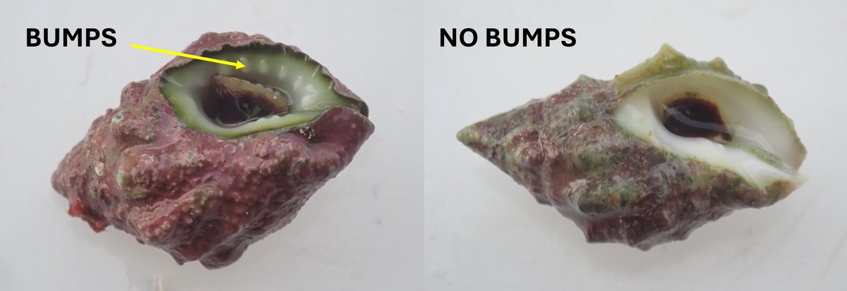 Shaun Killen (@shaunkillen) on Twitter photo Any marine snail experts, particularly with Drupella, we need your help please! Do these white bumps along the shell opening identify species or sexes? A student observed both types (with and without bumps) within the same aggregation. <a href="/SuzanneCMills/">Suzanne Mills</a> Any marine snail experts, particularly with Drupella, we need your help please! Do these white bumps along the shell opening identify species or sexes? A student observed both types (with and without bumps) within the same aggregation. <a href="/SuzanneCMills/">Suzanne Mills</a>