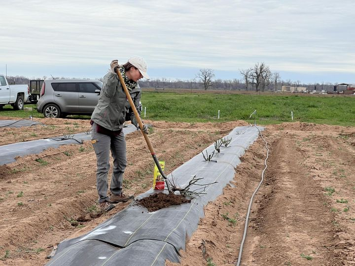 Last week, we were pruning and this week we started planting! The weather slowed us down a little bit, but thanks to our great team, we’ve made a lot of progress! Thank you to all the staff and students who came out to help. 🌹 
Photo by Jeekin Lau.