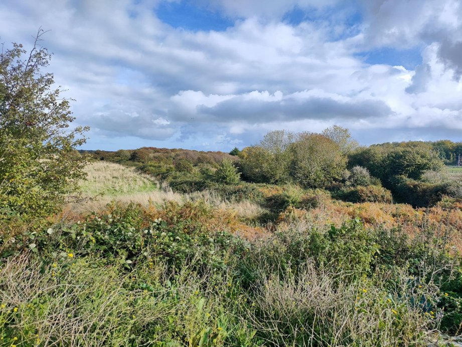 NicoleKhan19's tweet photo. This beautiful place is Betteshanger Country Park. Home to Turtle Doves, Lizard Orchids and countless other rare species such as Fiery Clearwing moth. The future of this special place hangs in the balance as @DoverDC decides whether to allow a hotel and wave park to be built here https://t.co/GR8wvgUNGK