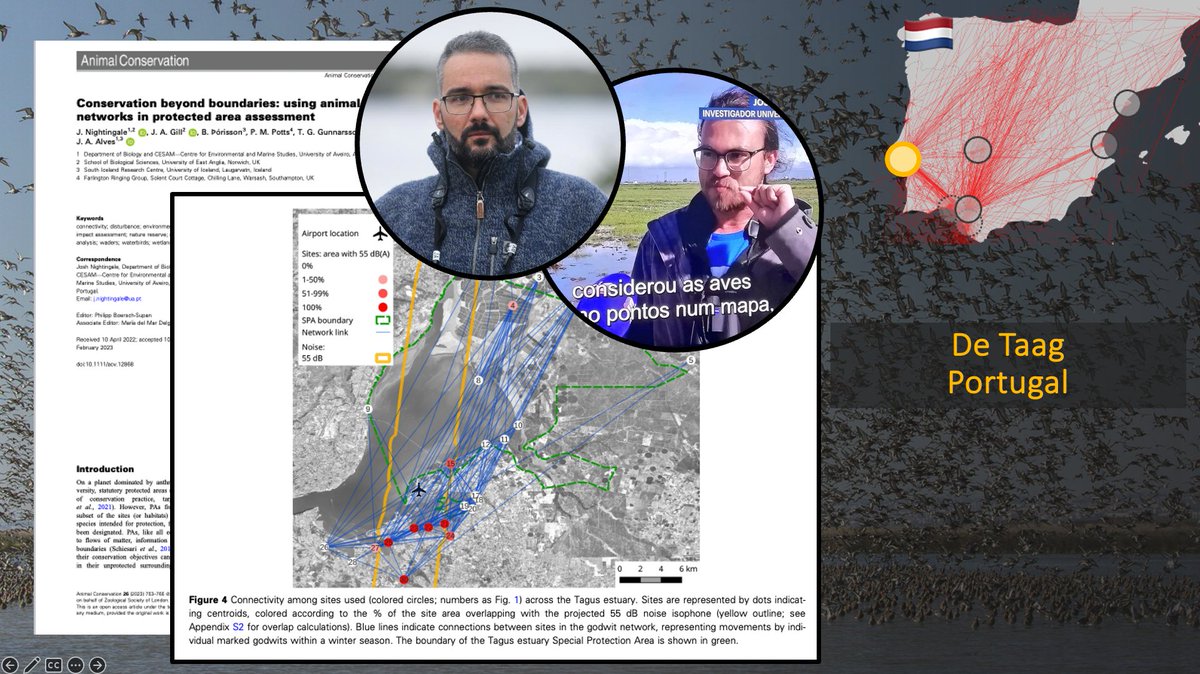 Fijn, lachgraag publiek op de Weidevogelkennisdag, en leuke gesprekken achteraf! Dank aan de organisatie om het verhaal van de Grutto buiten Nederland ruimte te geven. Ik sprak vandaag namens @GlobalFlyway over mijn Doñana-onderzoek en over de Taag en het werk van @eco_flyway.