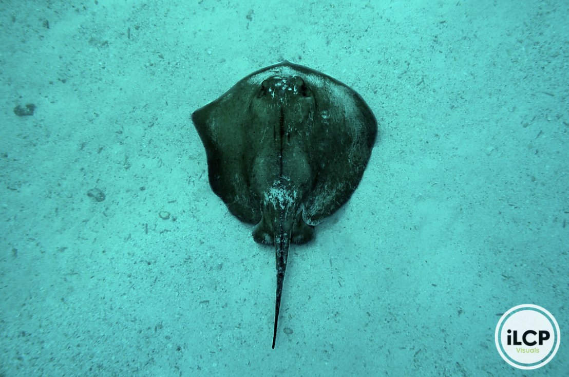 Stingray at 20m depth. Photo taken when scuba diving at North Seymour Channel.

© Fernando Faciole / iLCP Image Services
________
#ilcp #ilcp_photographers #imagelicensing #stingray #northseymore #underwaterphotography #wildlifeconservation #scubadiving #conservationphotography