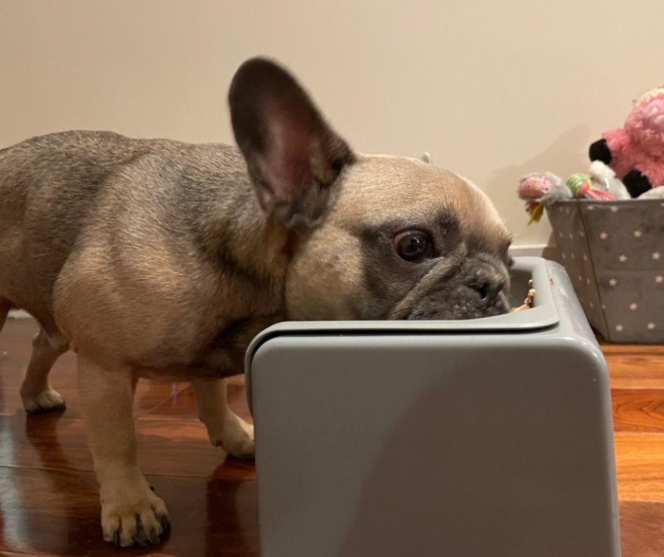 We love seeing our Hector enjoying food from his Fluff Trough! 🐶😍

#pawtion #flufftrough #dogbowls #dogfeeder #dogaccessories #animalfeeder #feeder #frenchie #frenchbulldog #frenchielove #frenchies #dog #puppy #bulldog #frenchiepuppy #frenchielife #frenchieoftheday #dogs