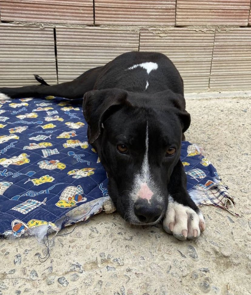 Pingu CERCA CASA🏠🐾❤️

C’è tanto male a questo mondo, molto più male di quanto si possa pensare. Conoscete la storia di Pingu: è stato maltrattato, è arrivato da noi denutrito e tanto impaurito💔

È adottabile in Sardegna, centro, nord  Italia
INFO +39 328 844 4605☀️
