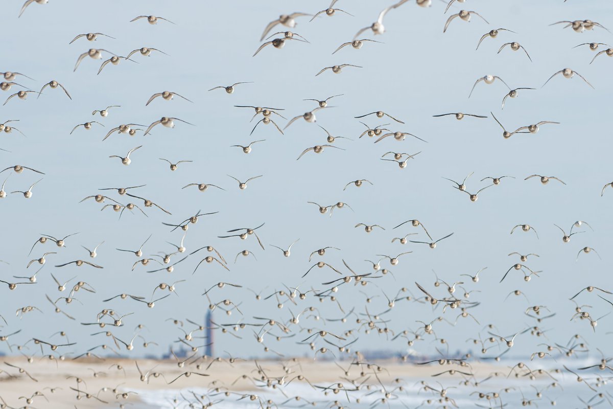 Please don't expect me to do exact bird count here. A huge flock flew directly towards me and then landed right next to me. . . . . . #shorebirds #dunlin #sandpiper #longisland #whataflock