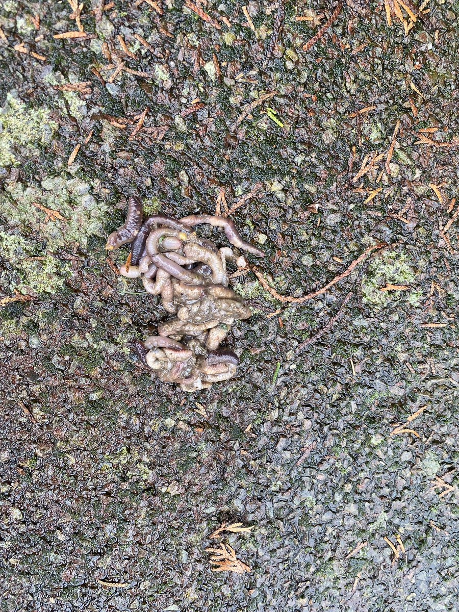Tangle of worms on our driveway. Why? How?