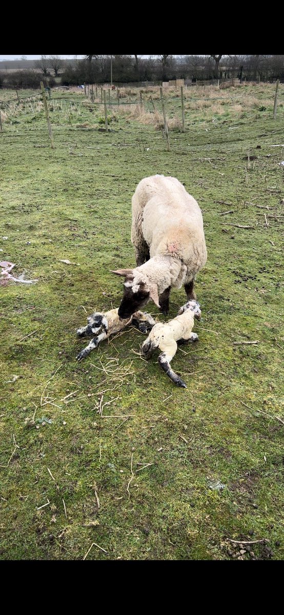 An Emergency call to this collapsed sheep ended with me delivering twin lambs! Abnormal presentation meant she needed help. All doing well. Thanks to my good friend Lucy @BostonParkFarm for her expert advice passed on to the Owner. #NotANormalDay! ☺️🙏🏾🐑 @RSPCA_official