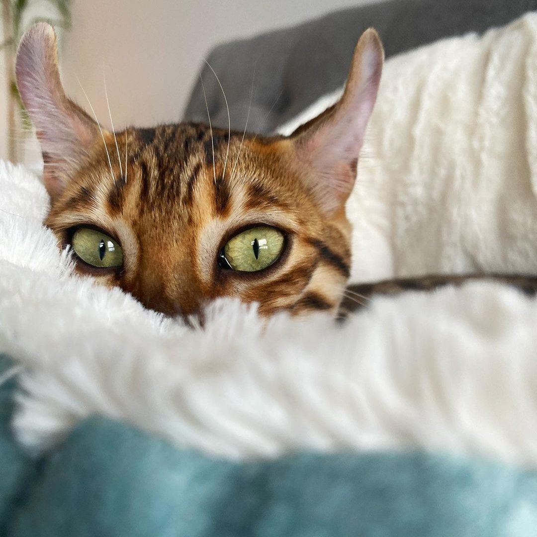 Best Friends by Sheri tweet media