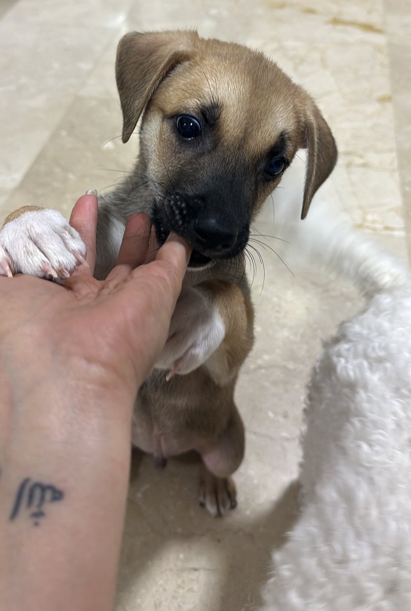 ayudemosapluto's tweet photo. Tomorrow we will take this beautiful chubby #ThorAP to his first vaccine β₯οΈ We are looking for godparents for him. Vaccine, consultation and deworming $45. Can you help us protect it? https://t.co/4QbgOXGFdf https://t.co/auINtB4fNw