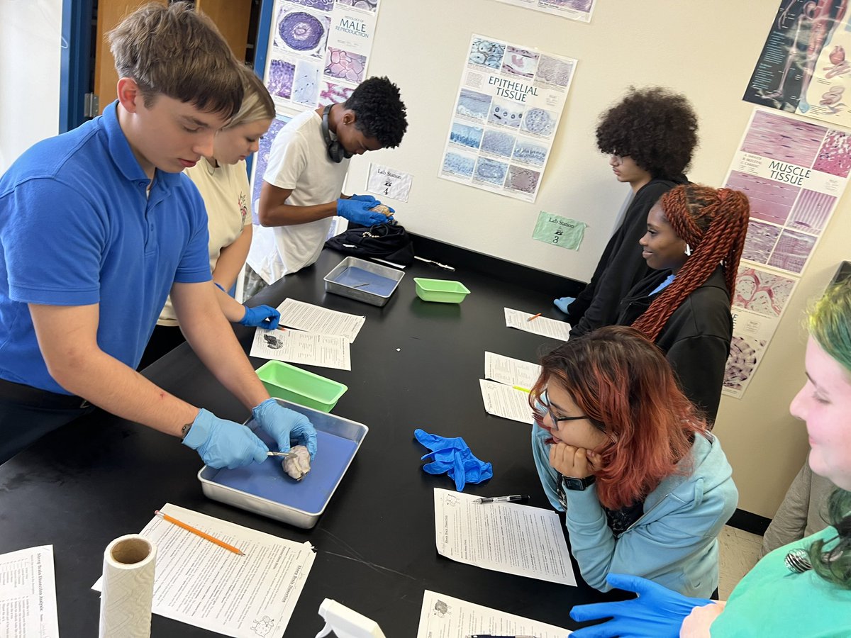 L.D. Bell Science (@ldbellscience) on Twitter photo I love it when they love it 😍! Sheep brain dissection day!!! In Dr. T’s A&P class. 🐑🔪🐑 #dissection #anatomy <a href="/RandyBelcherBHS/">Randy D Belcher</a> <a href="/hebisd/">HEB ISD</a> I love it when they love it 😍! Sheep brain dissection day!!! In Dr. T’s A&P class. 🐑🔪🐑 #dissection #anatomy <a href="/RandyBelcherBHS/">Randy D Belcher</a> <a href="/hebisd/">HEB ISD</a>