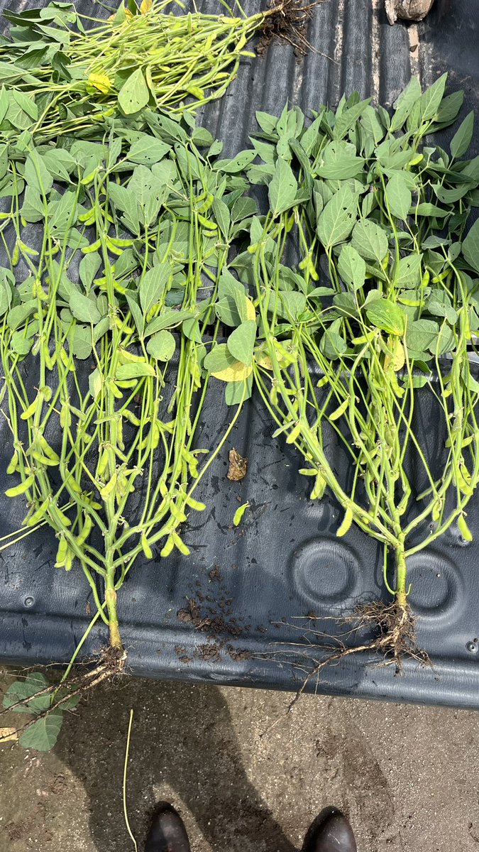 Benjamin Fornaciari tweet media