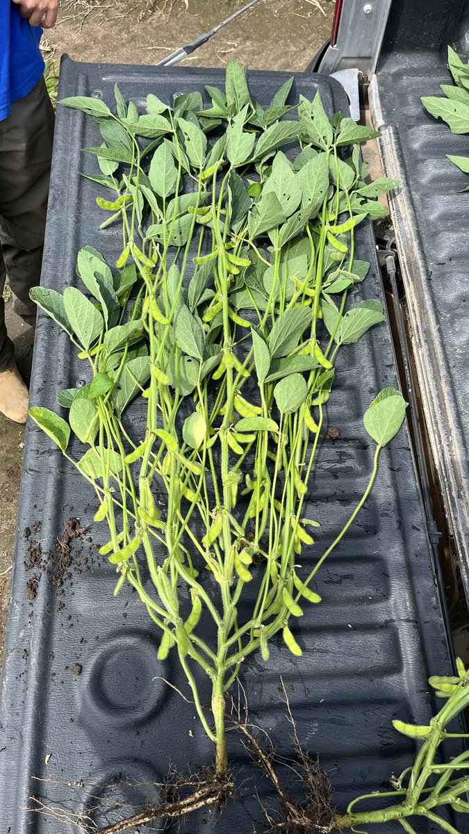 Benjamin Fornaciari tweet media