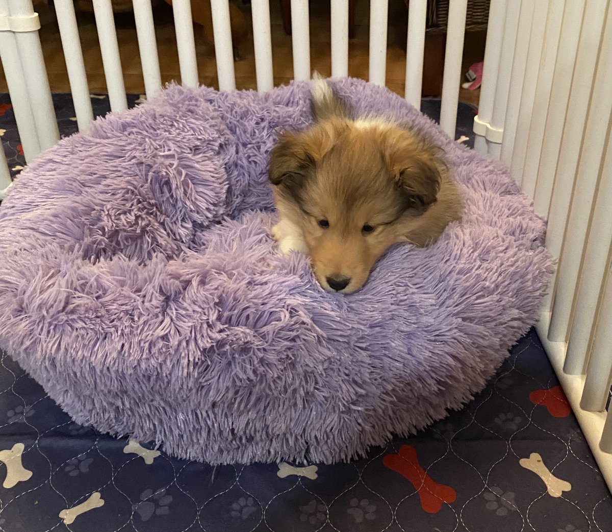 carrieberryss's tweet image. Mom got me a new bed!  It's sooooo comfy! Love, Kai Berry ❤️🐾❤️ #dogsoftwitter #PuppyLove #sheltie