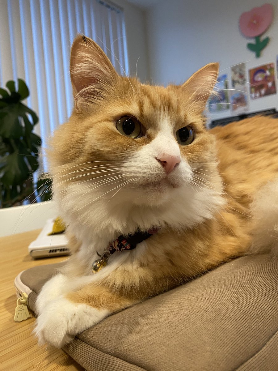 dailypoko's tweet photo. https://t.co/CDCjPNBQL5