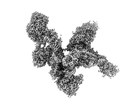 Ishika (<a href="/IshikaPramanic2/">Ishika Pramanick</a>) in our team obtained a cryo-EM reconstruction at up to 2.3 Å resolution using data collected at <a href="/eBIC_Diamond/">eBIC Beamline</a>.