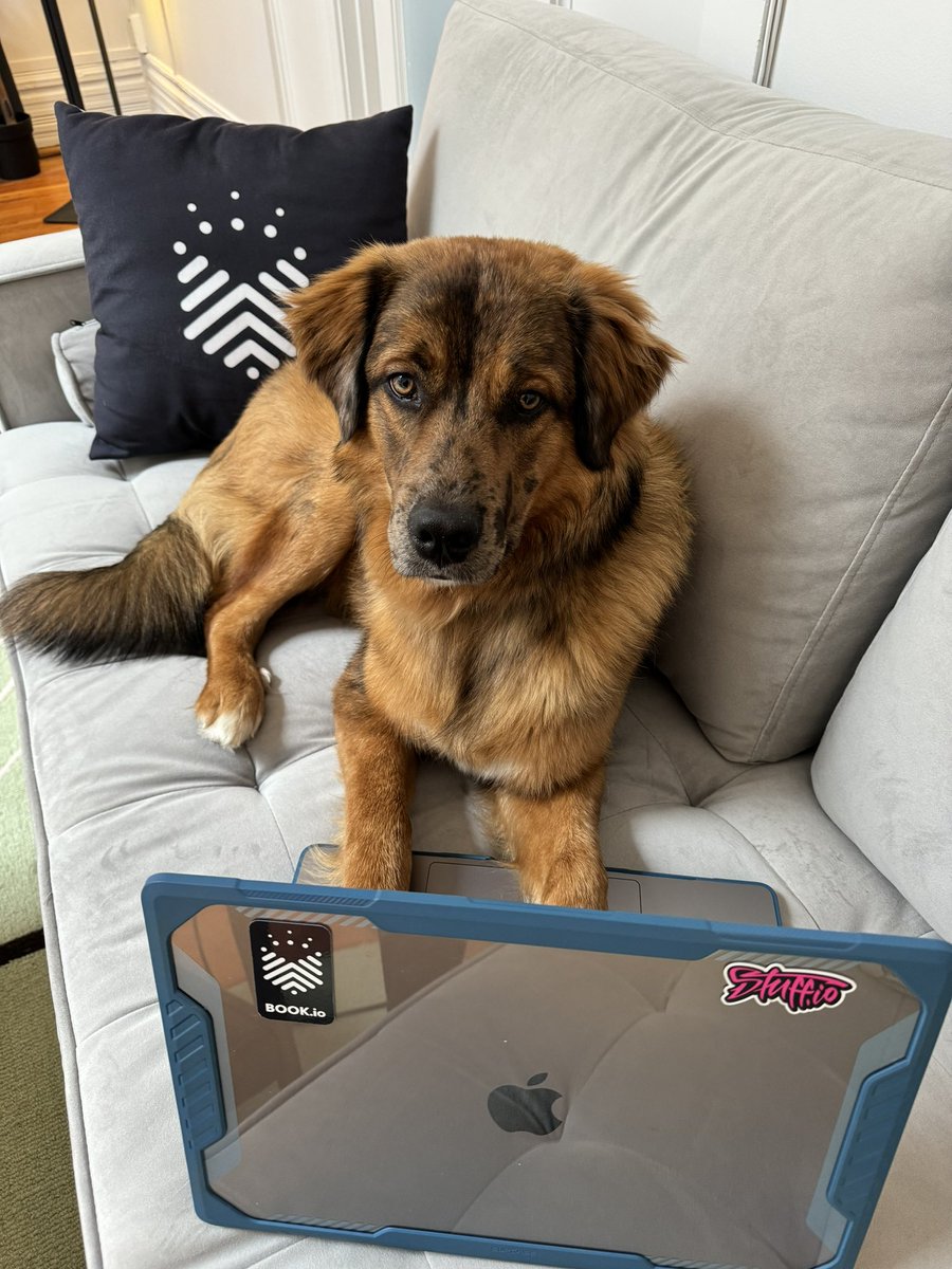 I leave for one @Book_io meeting and come back to this!! Apparently, Winston is giving away one of my Frankenstein audio books on the post below - who am I to say no to the #BOOKioOfficeDog #OwnYourBooks $BOOK #Cardano #KnowledgeIsPower