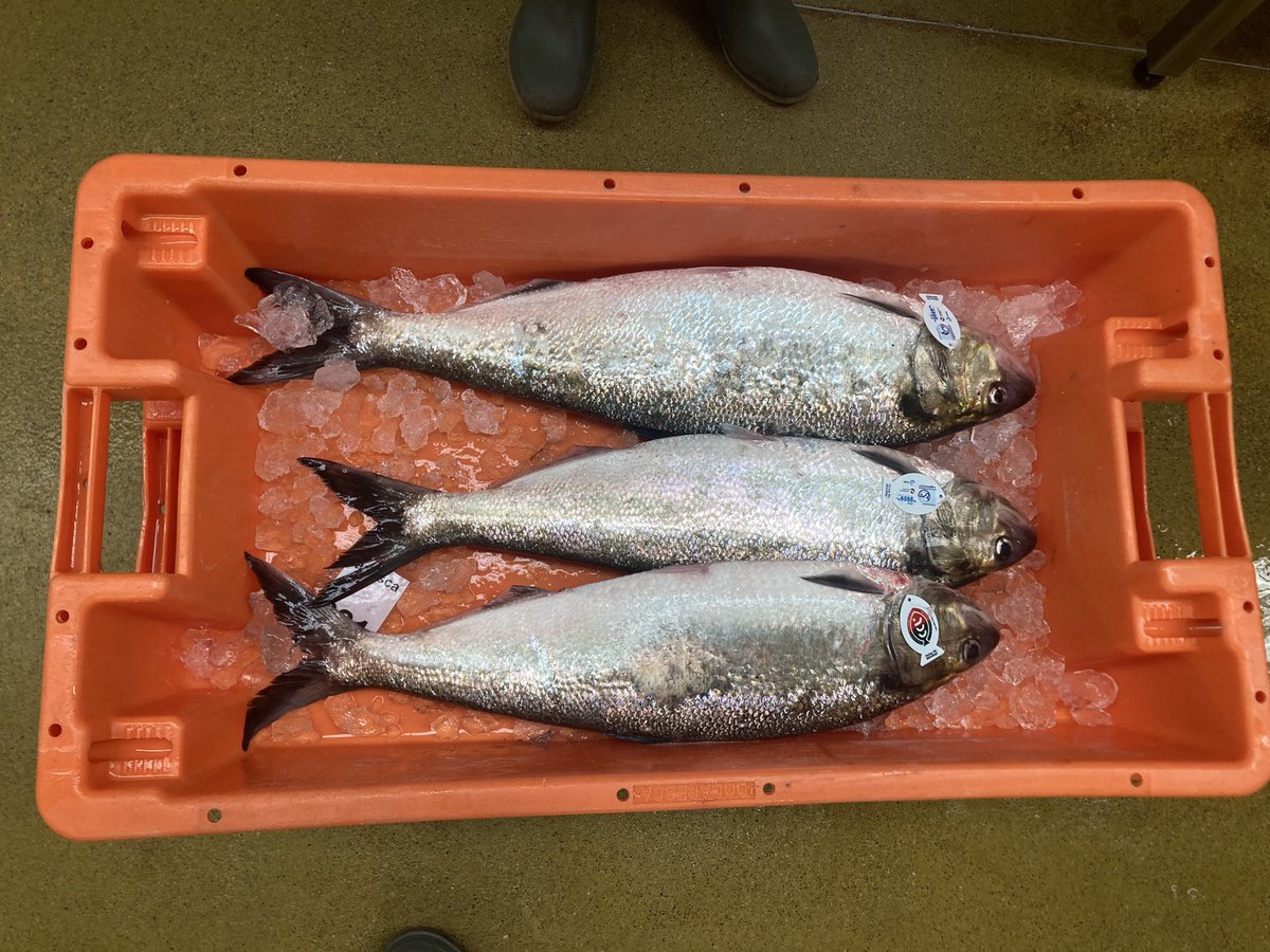 DiadSea (@diadsea) on Twitter photo Another day working on ativity 5.1 <a href="/DiadSea/">DiadSea</a> at <a href="/DOCAPESCA/">DOCAPESCA</a> on Mondego river labelling shads 🐟 <a href="/AtlanticArea/">Interreg Atlantic Area</a> <a href="/MAREscience/">MARE</a> <a href="/univdeevora/">Universidade Évora</a> #diadromousfishes Another day working on ativity 5.1 <a href="/DiadSea/">DiadSea</a> at <a href="/DOCAPESCA/">DOCAPESCA</a> on Mondego river labelling shads 🐟 <a href="/AtlanticArea/">Interreg Atlantic Area</a> <a href="/MAREscience/">MARE</a> <a href="/univdeevora/">Universidade Évora</a> #diadromousfishes