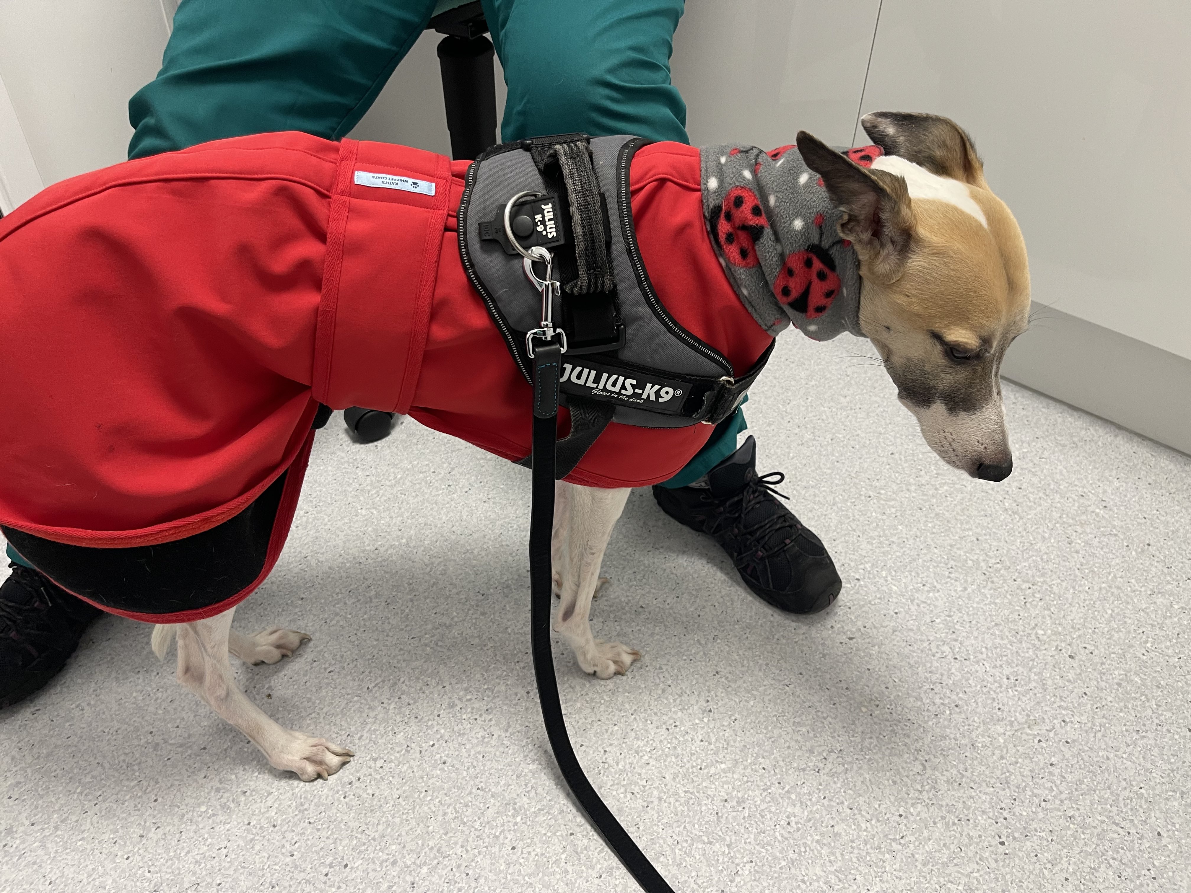 Kaths top whippet coats