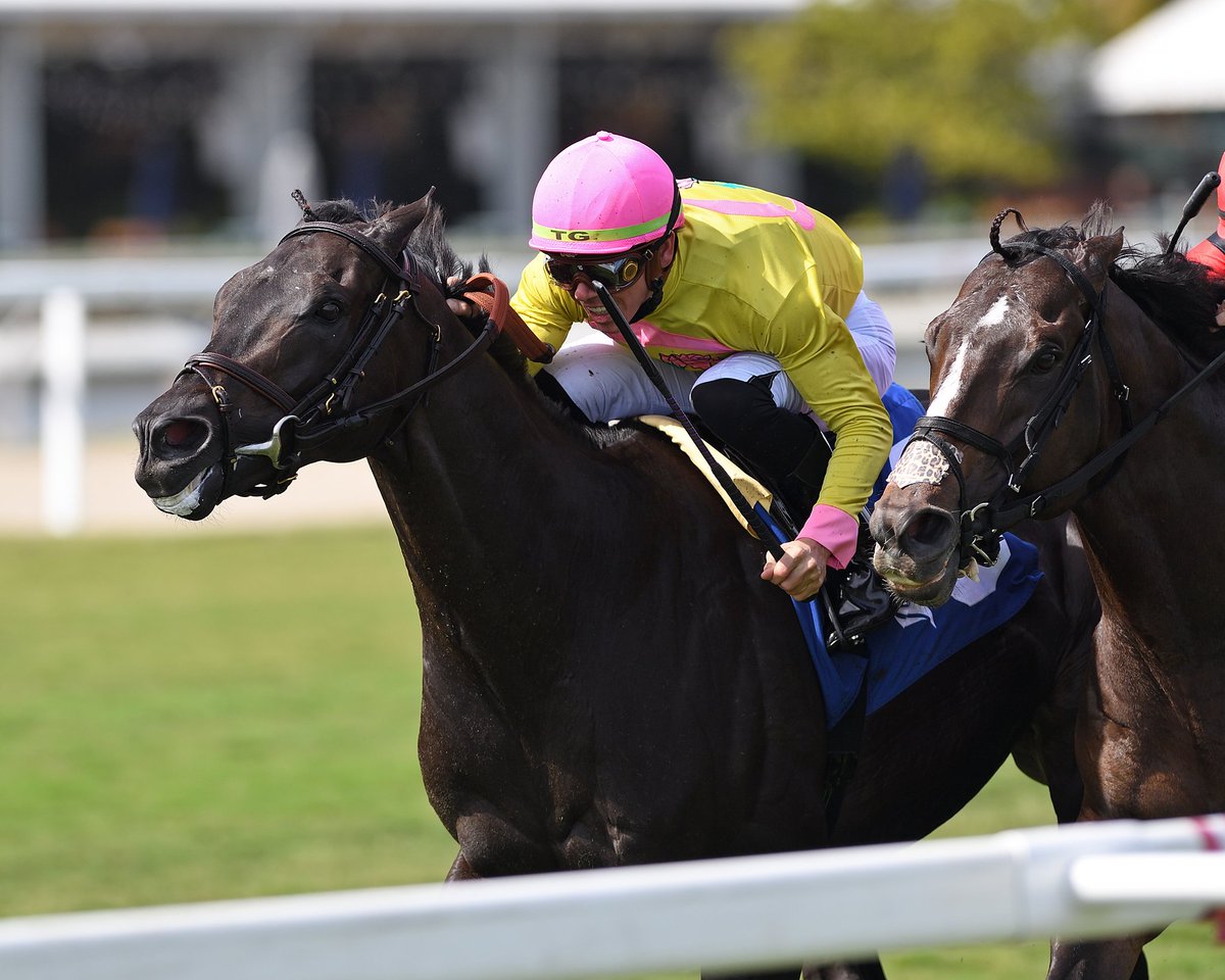 Emaraaty (GB) bests his competition in the third race under @Tyler_Gaff. Thanks and congratulations to trainer Chad Brown, and owner @MadaketStables, Michael Dubb, and Michael Caruso. #GulfstreamPark #ChampionshipMeet 📷 @coglianesephoto.