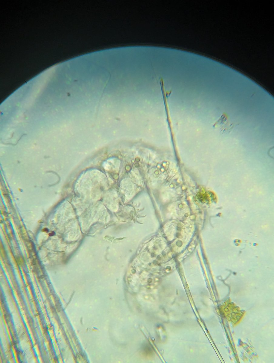 a_humant's tweet photo. Holaaaaa, estas son algunas fotitos de cosas que hago en mi trabajo del laboratorio o de muestras que tomo y observo al microscopio en mi tiempo libre. Si les gustan me pueden seguir aquí: 

Ig y tiktok:  qrs_eye
#microbiology #microbiologia #lab #microscopy #microphotography https://t.co/TZzqRZhfTg