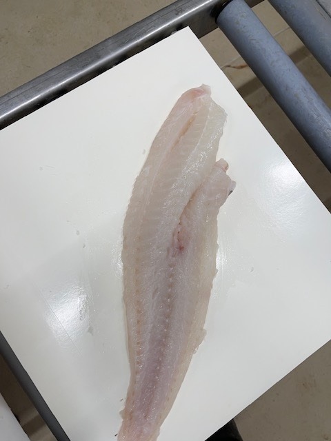 Ctleseafood's tweet image. Atlantic Cod Fillets
Single Frozen, J-Cut
Net Weight, No Additives
2023 Production
8-10, 10-12, 8-16, 16-32 oz
Main Production is 16-32 oz
Skinless, boneless, Interleaved
1x40&apos; FCL available for immediate shipment
#cod #codfillet #atlanticcod #fish #fishfillet #seafood